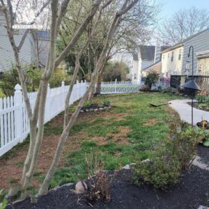 A backyard with patchy grass, a white picket fence, bare trees, garden beds with mulch, and a curved sidewalk running alongside the house on a clear day.